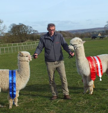 Teesdale Alpacas